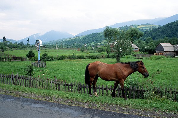 Siněvir