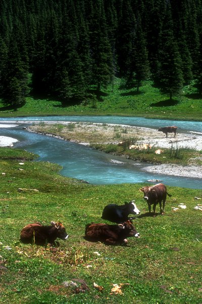 Údolí Karakol, pasoucí se dobytek