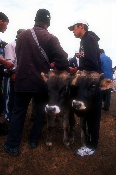 Karakol - prodej dobytka