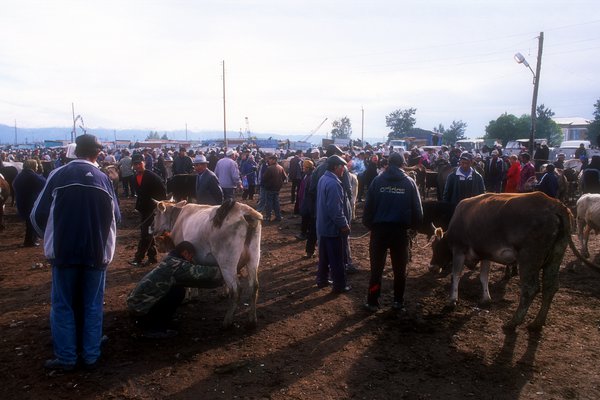 Trh s dobytkem v Karakolu