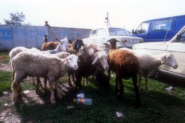 Karakol - trh s dobytkem