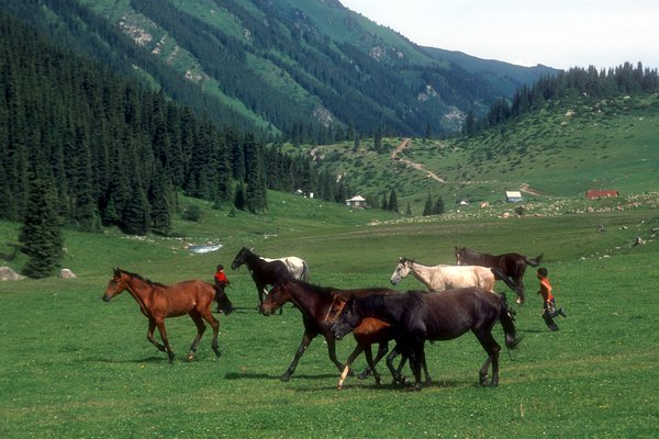 Altyn-Arašan, koně a pastevci