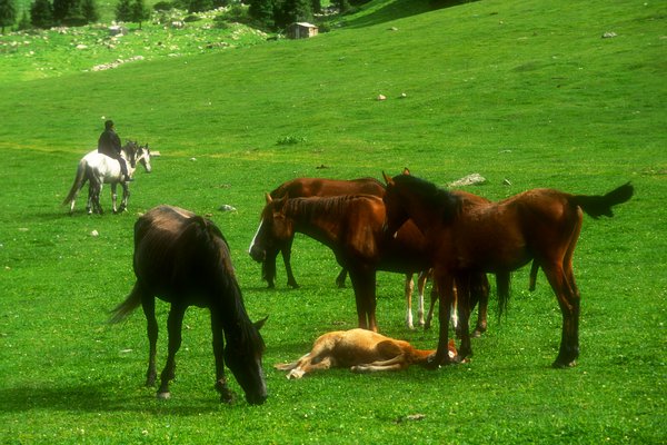 Altyn-Arašan, koně s pastevcem