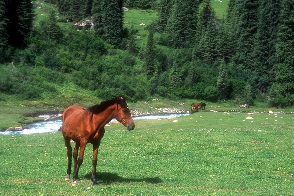 Údolí Altyn-Arašan