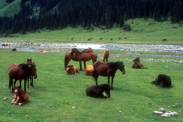 Altyn-Arašan, stádo koní