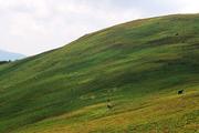 Ukrajina, Zakarpatská oblast, polonina Boržava, 15.8.2005, sběr borůvek.