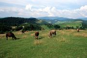 Ukrajina, Zakarpatská oblast, 15.8.2005, nad vesnicí Tjuška.