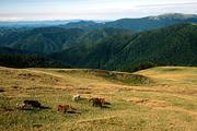 Ukrajina, Zakarpatská oblast, polonina Krásna, 19.8.2005.