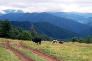 Ukrajina, Zakarpatská oblast, polonina Krásna, 19.8.2005.