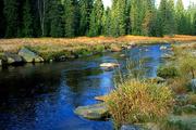 Šumava, Modrava, cesta podél Roklanského potoka, 12.10.2004, Nikon FM3a, Fuji Velvia 50