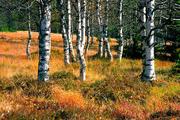 Šumava, Modrava, cesta podél Roklanského potoka, 12.10.2004, Nikon FM3a, Nikon E 100/2.8, filtr B+W Skylight KR 1.5, Fuji Velvia 50