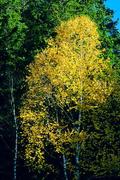 Šumava, Modrava, cesta podél Roklanského potoka, 12.10.2004, Nikon FM3a, Nikon E 100/2.8, filtr B+W Skylight KR 1.5, Fuji Velvia 50