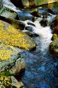 Šumava, Povydří, 12.10.2004, Nikon FM3a, Nikon E 100/2.8, filtr B+W Skylight KR 1.5, Fuji Velvia 50