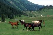 Stáda koní a pastevci v údolí Altyn-Arašan.