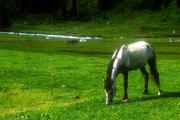 Pasoucí se koně v údolí Altyn-Arašan.