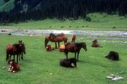Stáda koní v údolí Altyn-Arašan.