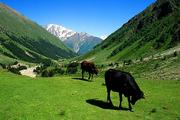 Rusko, Centrální Kavkaz, 7.7.2004, volně se pasoucí dobytek v dolině Irik.